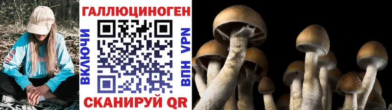 где купить наркоту Южноуральск Галлюциногенные грибы Psilocybe
